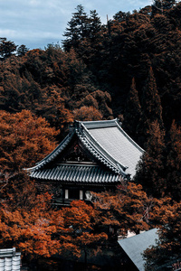 中国人 寺庙 古老的 屋顶 文化 日本人 季节 森林 历史