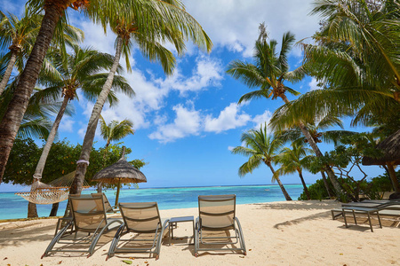假期 求助 棕榈树 生态学 自然 旅行 雨伞 海滩 夏天