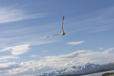 挪威 繁殖 航班 海鸟 海鸥 自然 飞行 鸡蛋 动物 野生动物