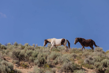 风景 沙漠 美洲 自由 遗产 科罗拉多 哺乳动物 自然 动物