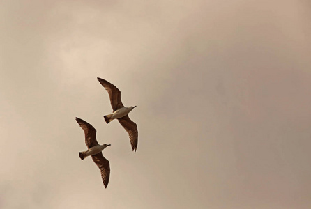 轮廓 特写镜头 翅膀 海滩 海鸟 动物 滑翔 自由的 海洋