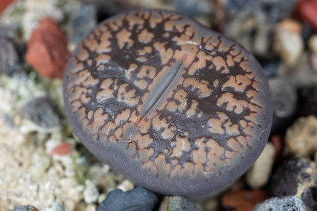 The Living stone plant Lithops aucampiae ssp aucampiae, from the