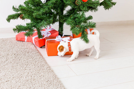 圣诞树下的狗杰克拉塞尔拿着礼物庆祝圣诞节