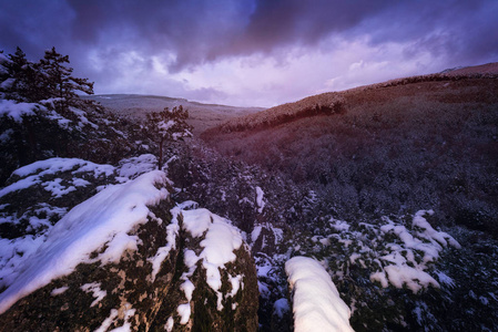 美丽的冬季景观，黄昏时有白雪覆盖的树木。