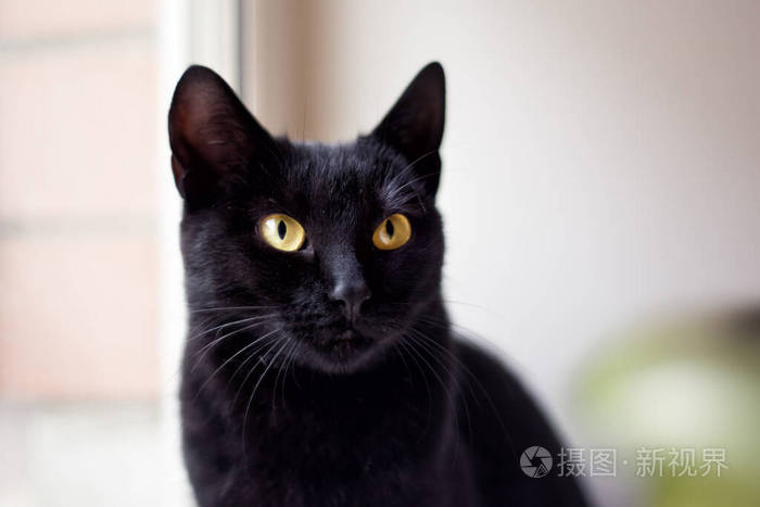 猫在找家.无家可归的黑猫,绝育后黄眼睛,没有跳蚤和寄生虫