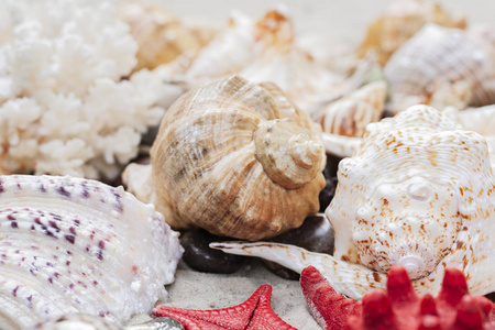 Seashells and red seastars on the sand, summer beach background 