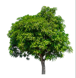 isolated mango tree on white background 