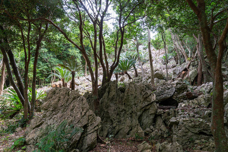 天空 冲绳 旅行 岩石 旅游业 森林 日本 自然 夏天 美丽的