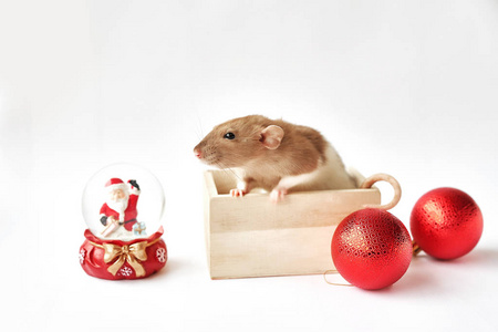 圣诞老鼠象征着2020年的新年。鼠年。2020年春节。圣诞玩具，博克。圣诞装饰品背景上的老鼠。圣诞贺卡模板新年