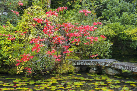 文化 莲花 植物 日本 旅行 传统 秋天 日本人 森林 落下