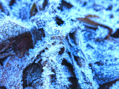 天气 纹理 地面 秋天 寒冷的 冬天 冷冰冰的 自然 植物