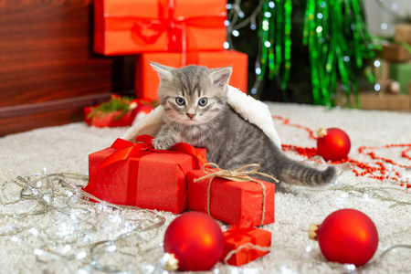 圣诞猫。圣诞节呈现概念。戴圣诞老人帽的斑猫。小猫的肖像和礼物，包装好的礼品盒。特写，复制空间。与小猫，动物，宠物，猫在一起。