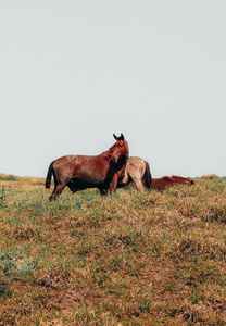 种马 大牧场 领域 哺乳动物 农业 牧场 放牧 农场 草地