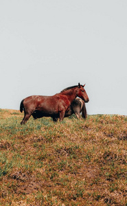 草地 农业 天空 种马 野生动物 放牧 农场 自然 颜色