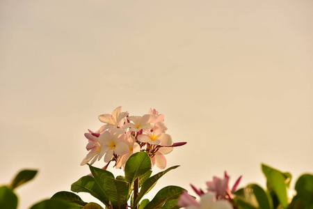 美女 花的 夏天 生长 天空 美丽的 植物 花园 花瓣 树叶