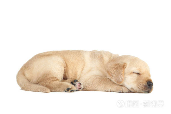 白色背景的拉布拉多犬照片 正版商用图片269jg6 摄图新视界