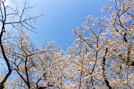 花园 春天 日本人 庆祝 文化 美女 自然 园艺 植物 花的