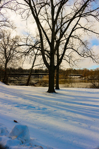 公园里下雪的冬天。树上覆盖着白色的绒毛雪。冬季景观。庆祝新年和圣诞节。公园里下雪的冬天。树木覆盖