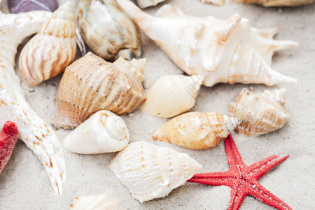 Seashells and red seastars on the sand, summer beach background 