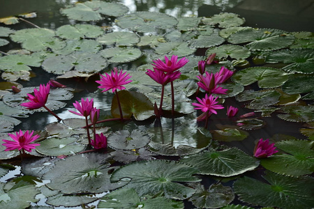 植物 特写镜头 花瓣 百合花 树叶 开花 紫色 莲花 园艺