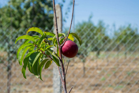 甜的 生物 夏季 夏天 培养 树叶 苹果 收获 美丽的 农场