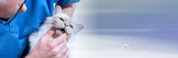 兽医检查缅甸一只神猫的牙齿全景