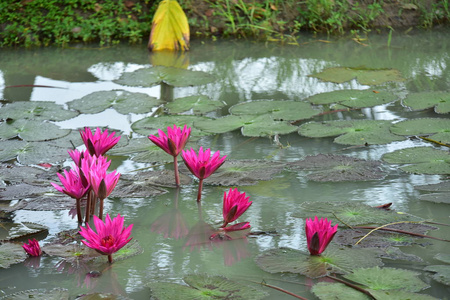 花的 盛开 自然 反射 美女 美丽的 莲花 池塘 植物区系