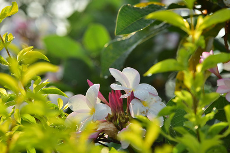 美女 菊花 花园 夏天 植物 开花 公园 花瓣 树叶 特写镜头