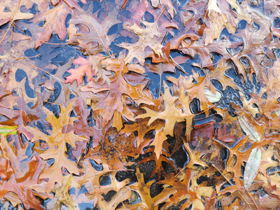 红栎或红橡树或冠军橡树的秋叶图片