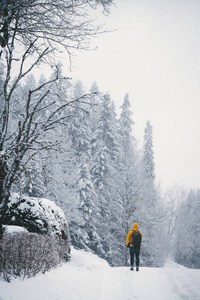 美丽的 旅游业 寒冷的 假期 冬天 天气 风景 森林 旅行