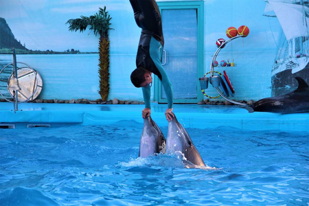 训练师在游泳池里骑海豚图片