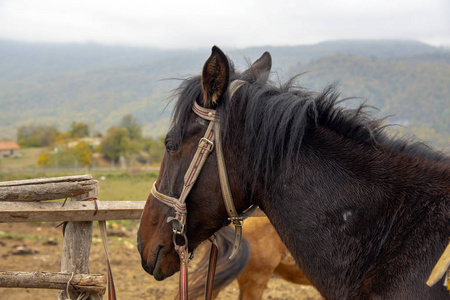 一匹棕色的马的头，在朦胧的风景下轮廓分明。