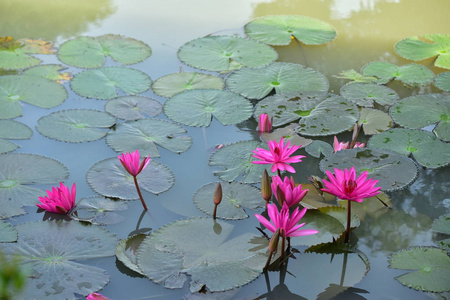 春天 植物学 百合花 池塘 睡莲 颜色 植物区系 树叶 莲花