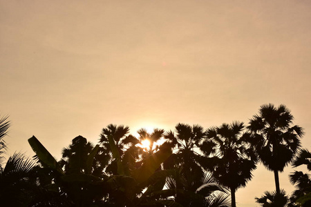 美丽的 早晨 公园 森林 棕榈树 美女 太阳 天空 夏天