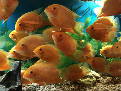 水族馆水中的橙色大鱼