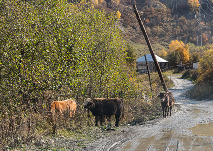 在乔治亚州山区的斯瓦内提，一小群奶牛在村庄外自由地吃草