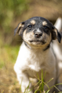 犬科动物 小狗 哺乳动物 自然 肖像 繁殖 有趣的 朋友