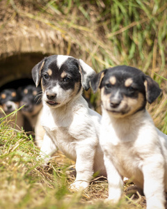 宠物 公园 可爱极了 外部 小狗 幼犬 肖像 动物 繁殖