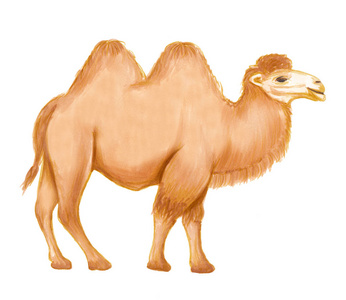 沙漠骆驼手绘图片-沙漠骆驼手绘素材-沙漠骆驼手绘插画-摄图新视界