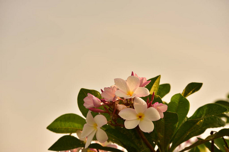 分支 季节 美丽的 天空 花的 开花 夏天 植物区系 春天