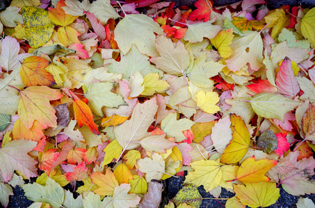 十月 花园 植物 植物区系 美丽的 树叶 纹理 风景 秋天