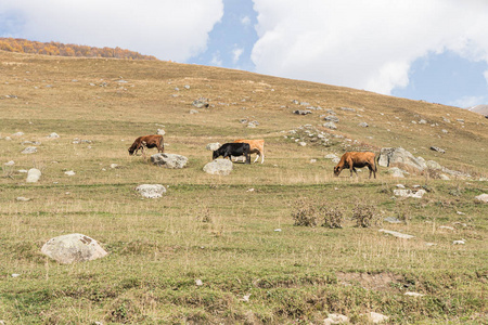 在佐治亚州山区的斯瓦内提，一小群奶牛在山腰上自由地吃草，蓝天下乌云密布
