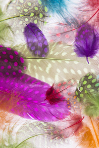 Bright colorful feathers 