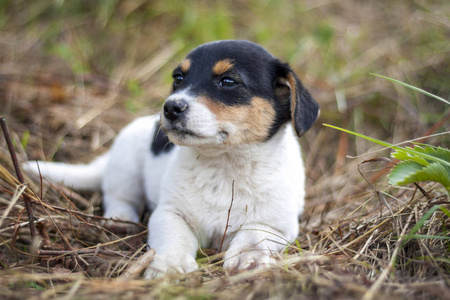 犬科动物 繁殖 自然 行走 花园 小狗 可爱的 夏天 毛皮