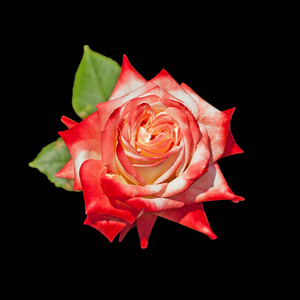 美丽的彩色玫瑰孤立在黑色背景