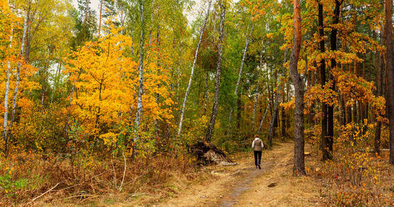 跑步 十月 美丽的 美女 旅行 季节 树叶 场景 风景 自然