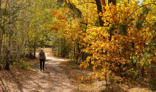 秋天 颜色 十一月 森林 步行 运动 环境 落下 美女 喜欢