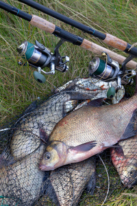 Successful fishing   big freshwater bream fish and fishing rod 