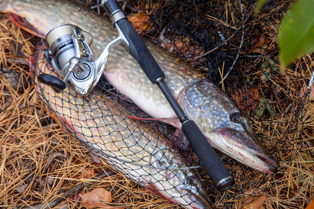 Freshwater pike fish. Big freshwater pike fish lies on keep net 