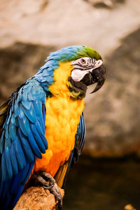 动物 森林 自然 巴西 鹦鹉 羽毛 运动 长尾鹦鹉 宠物